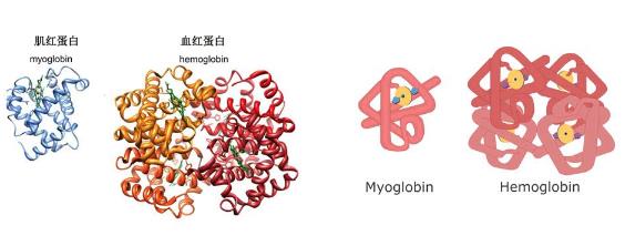 切半熟牛排流下的红色汁水是什么 半熟的牛排可以放心吃吗